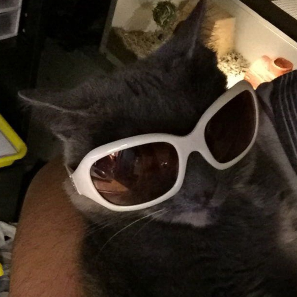 Meet your Posher, Sam